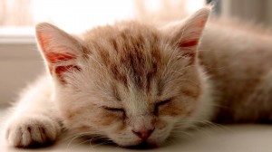 Sfondi gattini per desktop - gatto che dorme