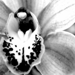 Fiori bianco e nero sfondi desktop - orchidea