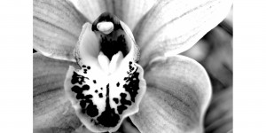 Fiori bianco e nero sfondi desktop - orchidea