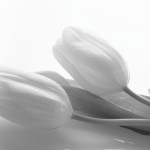 Fiori bianco e nero sfondi desktop - tulipani