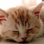 Sfondi desktop HD - gattino che dorme