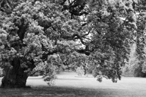 Sfondi paesaggi bianco e nero desktop - quercia secolare