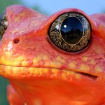 Sfondi bellissimi animali - rana rossa