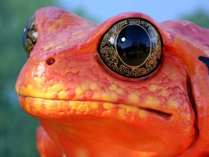 Sfondi bellissimi animali - rana rossa