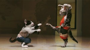 Sfondi desktop divertenti karate_tra_gatti