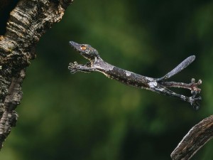 Sfondo desktop   Gecko Wallpapers