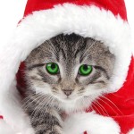 Sfondi Natale per iphone 5 HD - gatto babbo natale