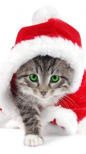 Sfondi Natale per iphone 5 HD - gatto babbo natale