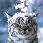 Sfondo desktop HD gatto con la neve