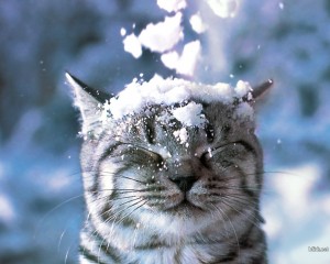 Sfondo desktop HD gatto con la neve