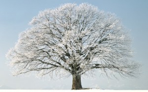 Sfondo desktop albero coperto di neve HD