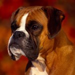 Sfondi cani - boxer