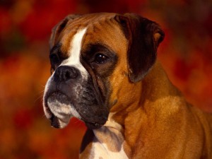 Sfondi cani - boxer