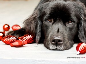 Sfondo Natale 2013 - cane - wallpaper