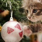 Sfondo gatto di natale HD