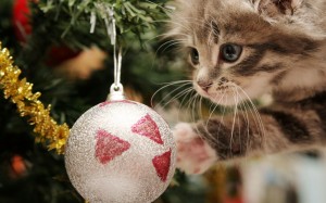 Sfondo gatto di natale HD