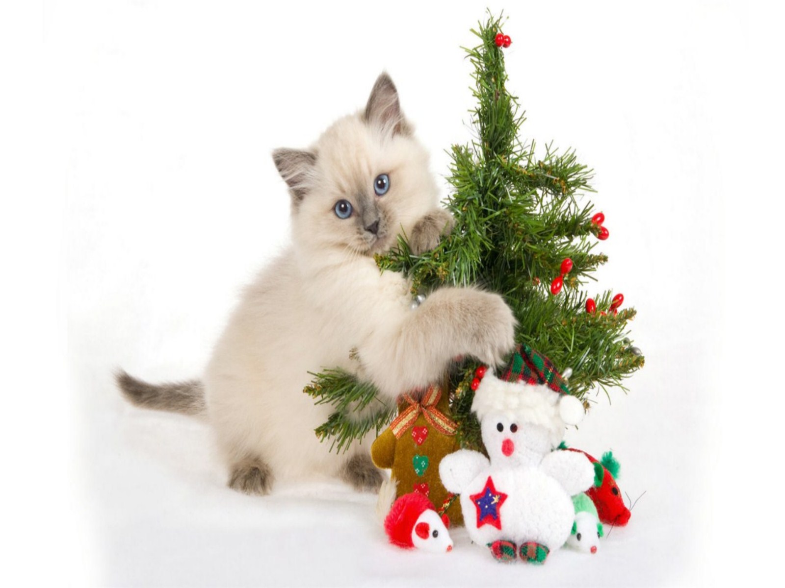 Immagini Natalizie Divertenti Gratis.Sfondo Gatto Di Natale Divertente Sfondi E Foto Desktop Gratis