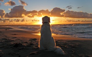 Sfondo desktop tramonto e cane bellissimi