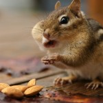 Sfondi criceti simpatici e teneri che mangiano