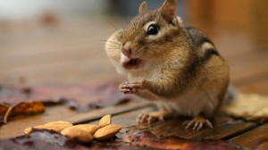 Sfondi criceti simpatici e teneri che mangiano