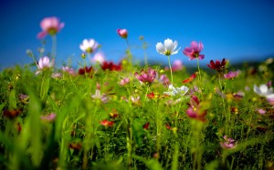 Sfondi desktop paesaggi primaverili - campo fiorito