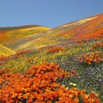 Sfondi desktop paesaggi primaverili - colline in fiore