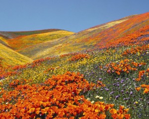 Sfondi desktop paesaggi primaverili - colline in fiore