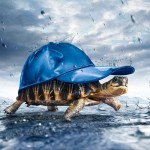 Sfondi 3D - wallpapers simpatici tartaruga con cappellino