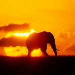 Sfondi HD elefante al tramonto - wallpapers