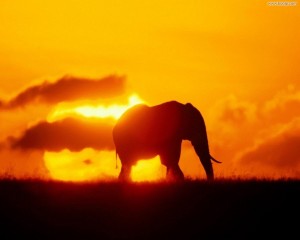 Sfondi HD elefante al tramonto - wallpapers