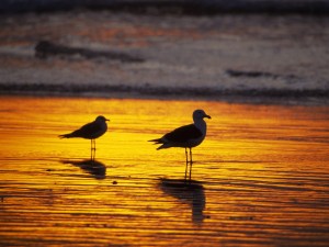 Sfondi HD gabbiano sul mare al tramonto - wallpapers