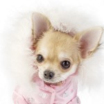 Sfondo cane chihuahua con piumino rosa HD