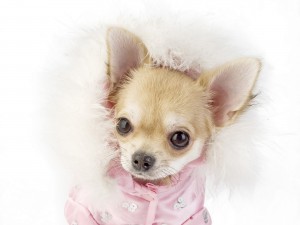 Sfondo cane chihuahua con piumino rosa HD