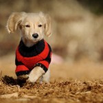 Sfondo cucciolo di cane vestito HD