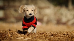 Sfondo cucciolo di cane vestito HD