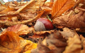 Sfondi desktop autunno e castagne HD