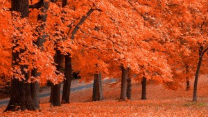 Sfondi desktop autunno e foglie rosse