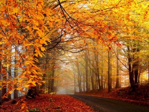 Sfondi desktop autunno nel bosco