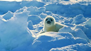 Sfondo foca bianca tra la neve