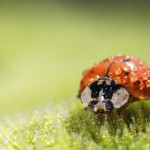 Sfondi HD macro coccinella