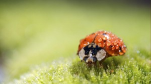 Sfondi HD macro coccinella