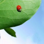 Sfondi coccinella porta fortuna