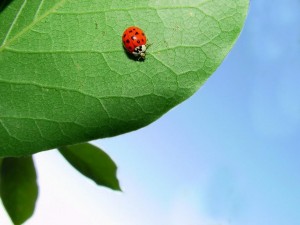 Sfondi coccinella porta fortuna