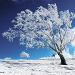 Sfondi neve e natura