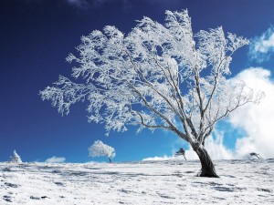 Sfondi neve e natura