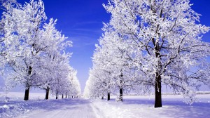 Sfondi neve tra le piante