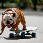 Sfondi desktop cani bulldog su skate