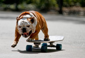 Sfondi desktop cani bulldog su skate