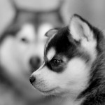 Sfondi desktop cani husky