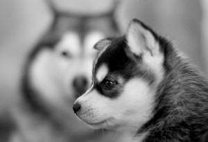 Sfondi desktop cani husky